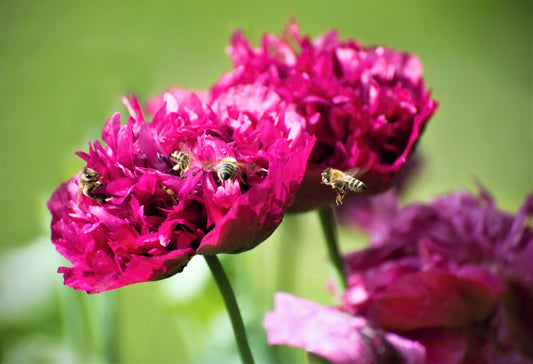 250 PURPLE PEONY POPPY Papaver Paeoniflorum Huge Double Flower Seeds