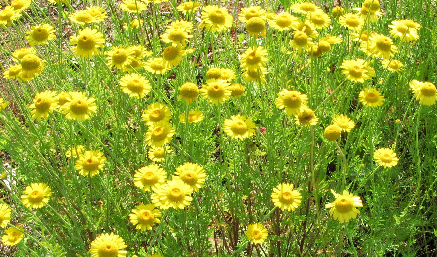 250 GOLDEN MARGUERITE DAISY Dyer's Yellow Chamomile Anthemis Tinctoria Kelwayi Cota Tinctoria  Paris Daisy Herb Flower Seeds