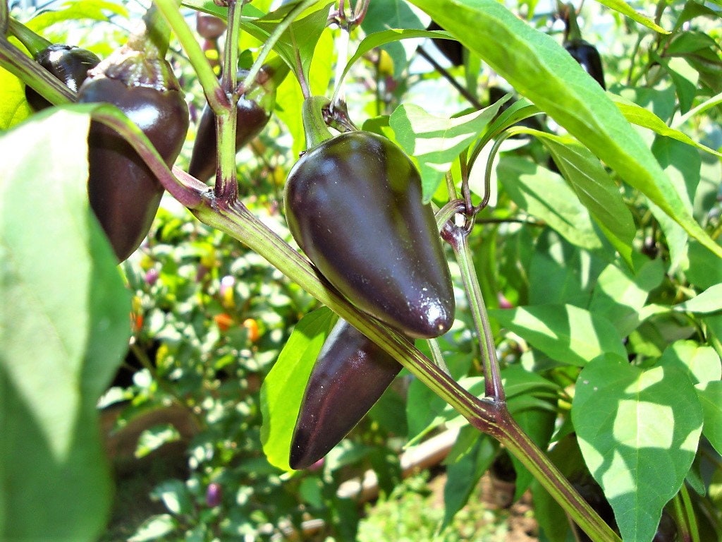 40 PURPLE JALAPENO PEPPER Capsicum Annuum Hot Mexican Chili Vegetable Seeds