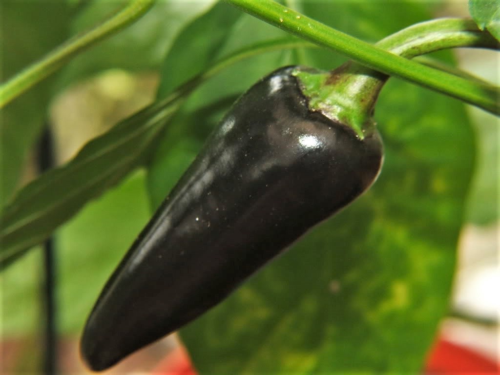 40 PURPLE JALAPENO PEPPER Capsicum Annuum Hot Mexican Chili Vegetable Seeds