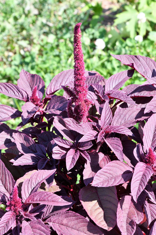 500 MIDNIGHT RED AMARANTHUS Cruentus Amaranth Flower Leaf Vegetable Seeds