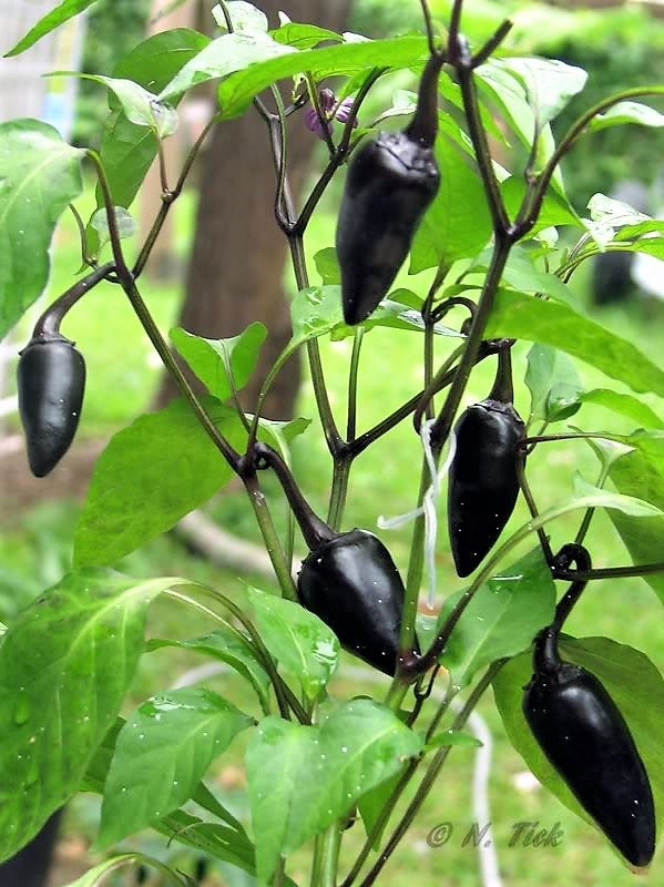 25 BLACK HUNGARIAN PEPPER Capsicum Annuum Mildly Hot Vegetable Seeds
