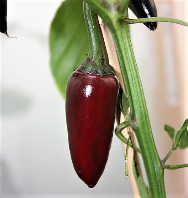 25 BLACK HUNGARIAN PEPPER Capsicum Annuum Mildly Hot Vegetable Seeds