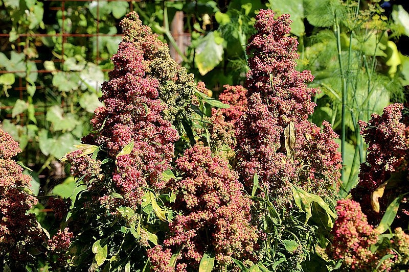 100 Organic COCOA CHERRY QUINOA Grain Chenopodium Quinoa Red & Brown Seeds