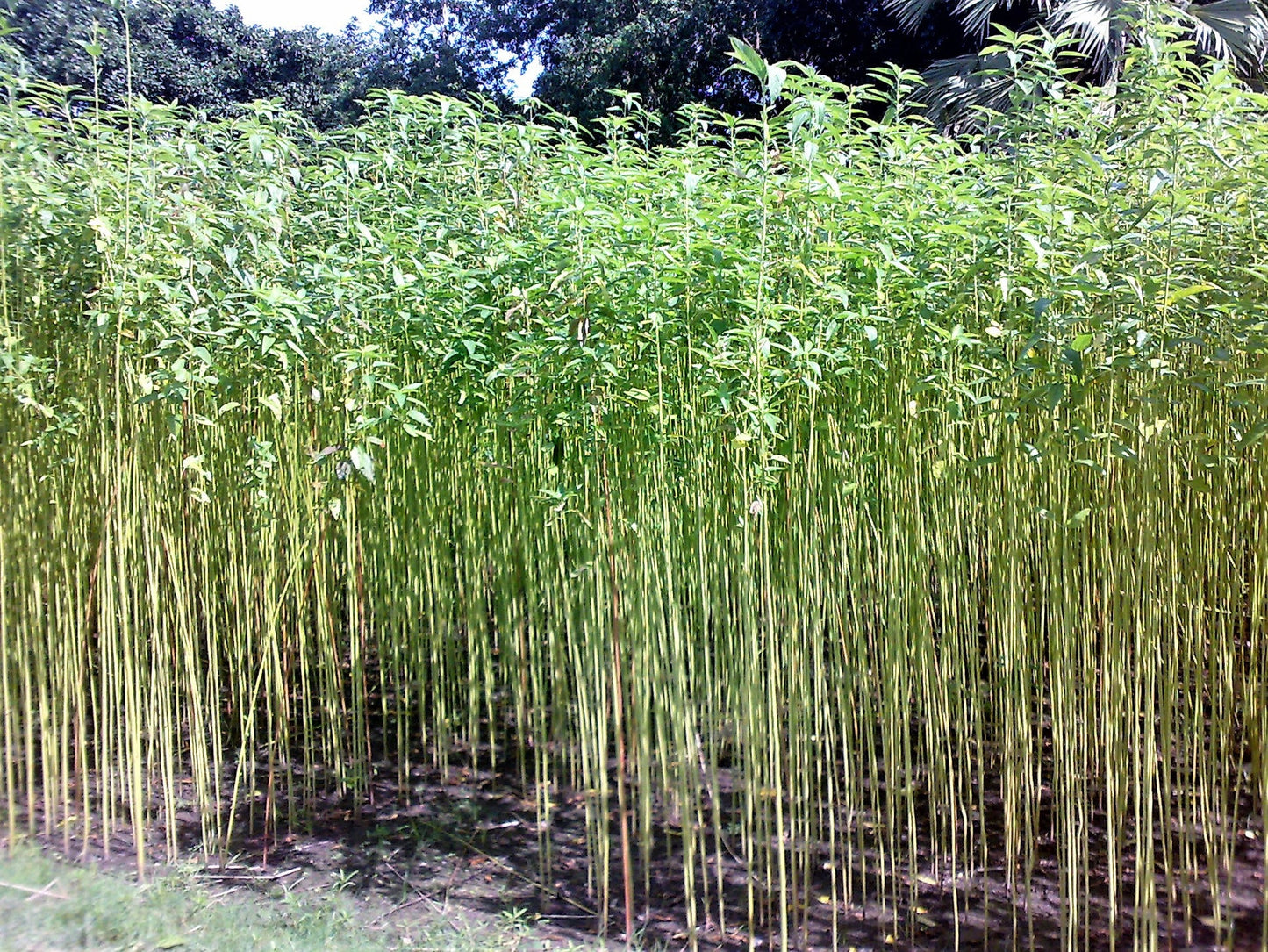 100 TOSSA JUTE Mallow Corchorus Olitorius African Sorrel Bush Okra Twine Vegetable Seeds