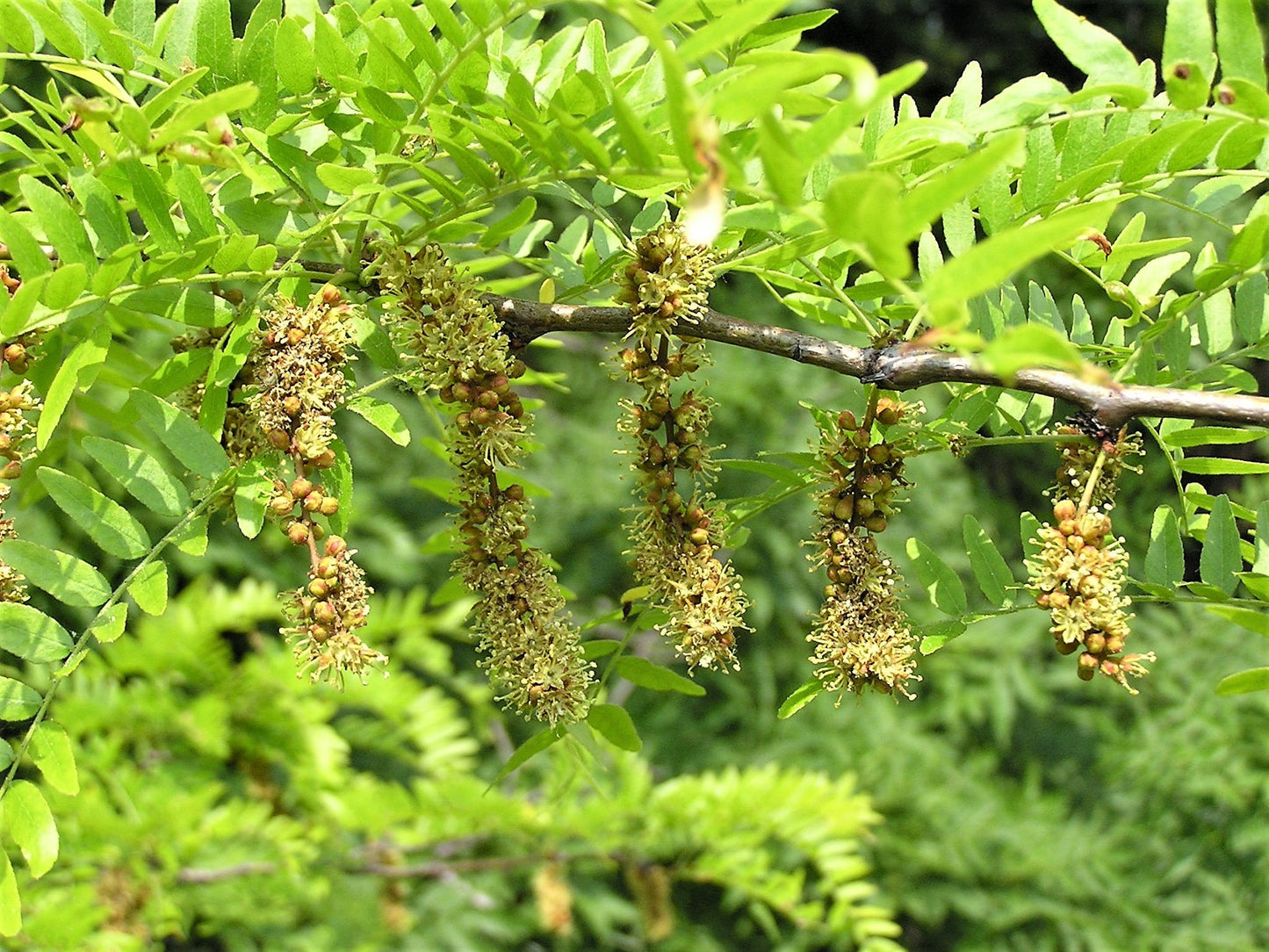 10 Thornless HONEYLOCUST Gleditsia Triacanthos Inermis Imperial Honey Locust Golden Yellow Tree Seeds