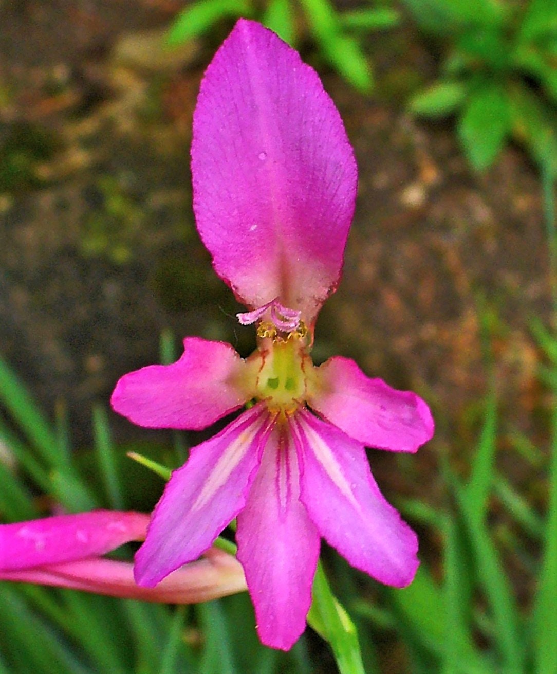 10 ITALIAN GLADIOLUS Italicus Sword Lily Purple Pink Flower Seeds
