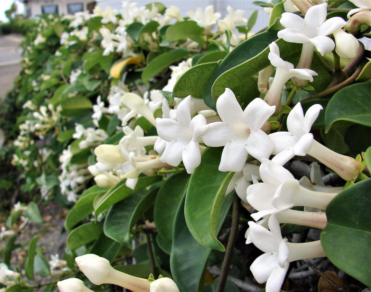 10 MADAGASCAR JASMINE Vine Stephanotis Floribunda Fragrant Houseplant Bridal Wreath White Hawaiian Wedding Flower Seeds