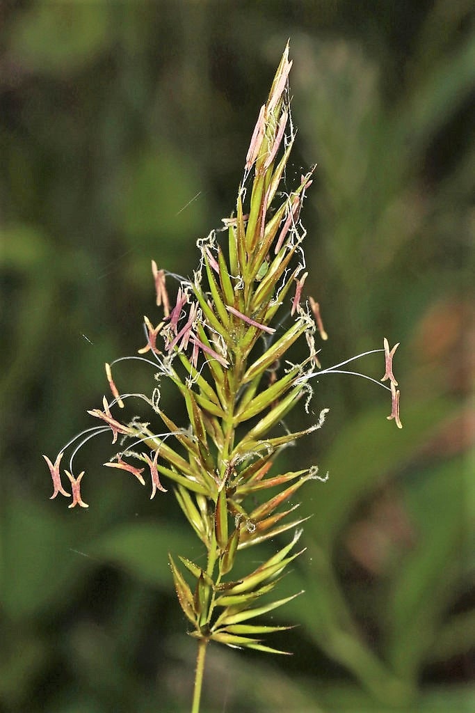 150 SWEET VERNAL GRASS Sweet Grass Vanilla Grass Anthoxanthum Odoratum Fragrant Vernalgrass Ornamental Craft Seeds