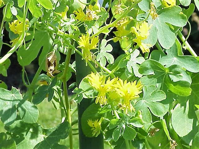 10 CANARY CREEPER NASTURTIUM Vine Tropaeolum Peregrinum Yellow Canarybird Flower Seeds