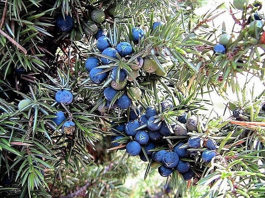 60 Organic Seeds COMMON JUNIPER (20 Berries) Juniperus Communis Tree Shrub Evergreen Conifer Blue Berry Yellow Flower aka Gin Berry Pine