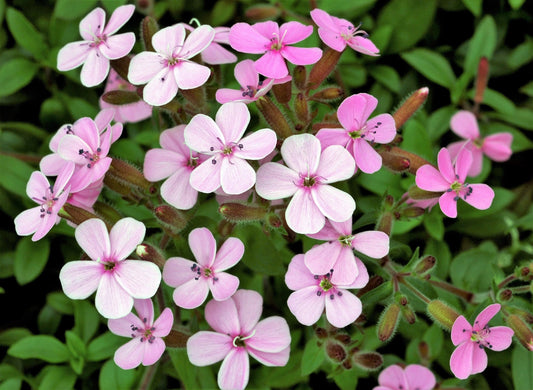 250 TALL SOAPWORT Saponaria Hispanica syn. Saponaria Vaccaria Cowcockle Prairie Carnation Cow Herb Pink Flower Seed