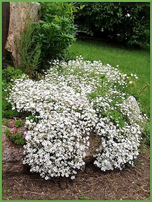 1000 White BABY'S BREATH 'Covenant Garden' Gypsophila Elegans Flower Seeds