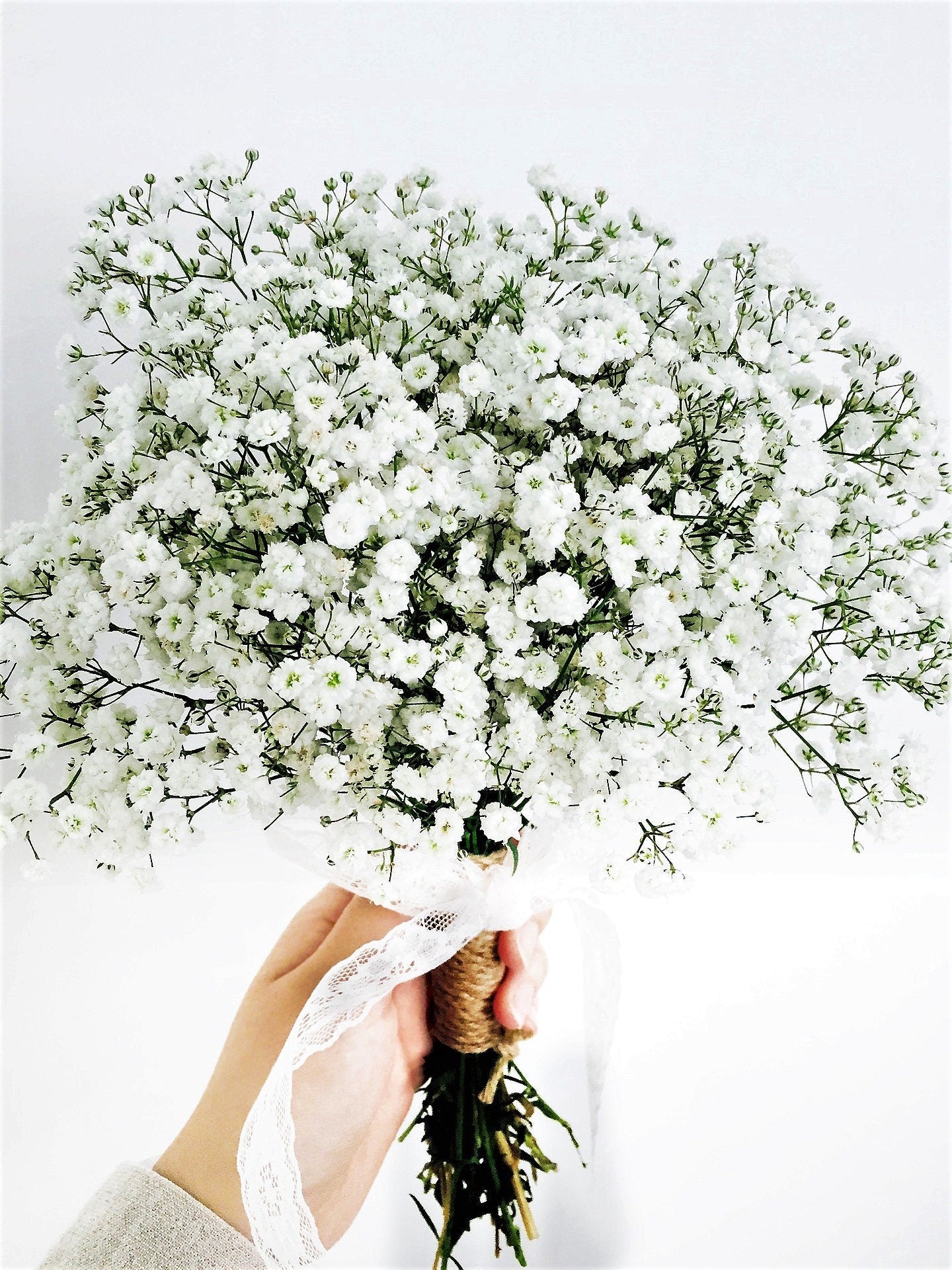 1000 White BABY'S BREATH 'Covenant Garden' Gypsophila Elegans Flower S –  Seedville USA