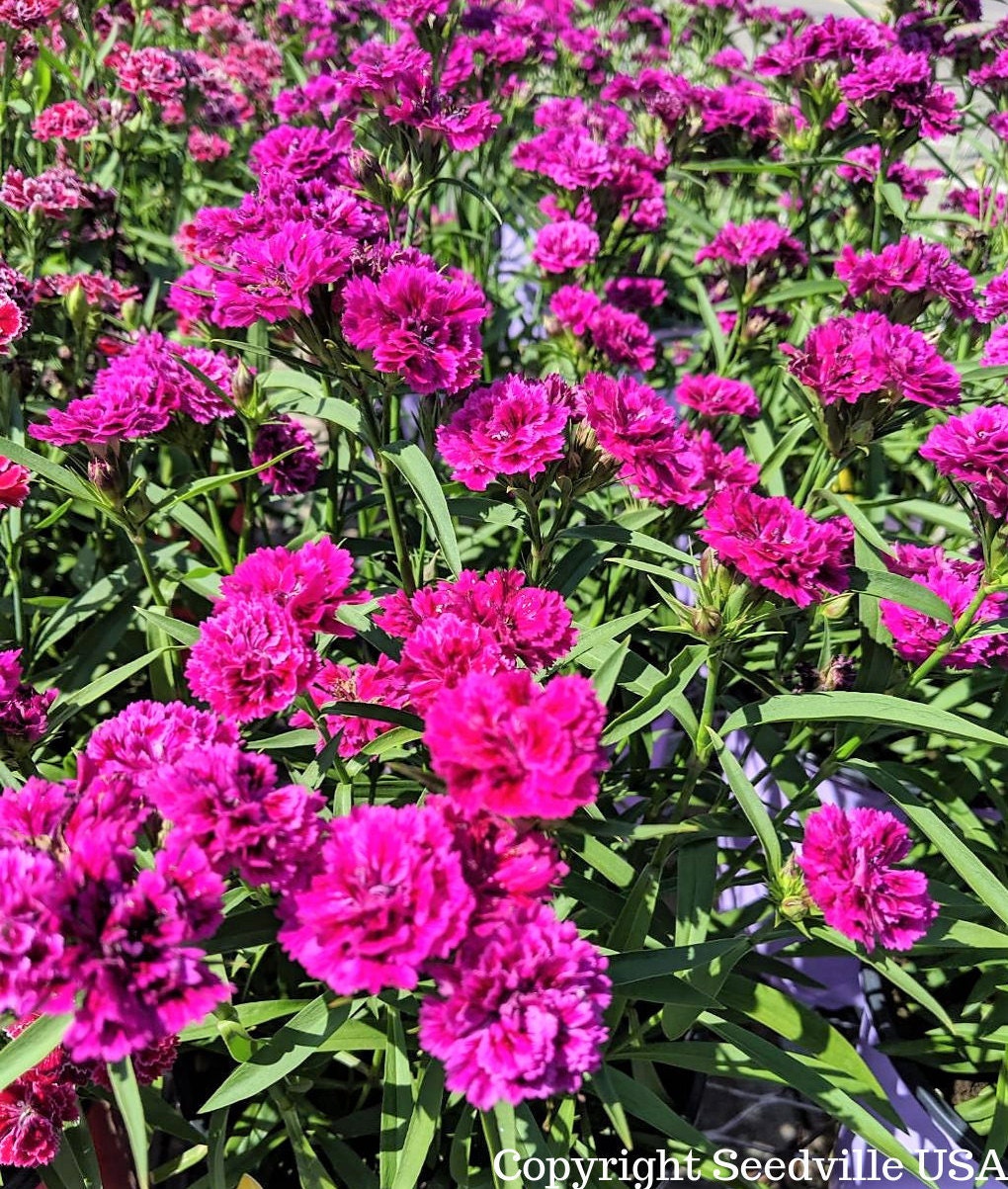 magenta plant seed 50 MAGENTA CARNATION Dianthus Caryophyllus Chabaud Flower Seeds