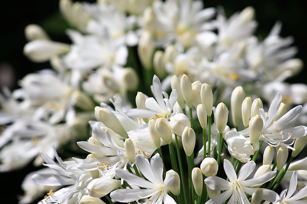 25 WHITE LILY of the NILE Agapanthus Orientalis African Lily Flower Seeds