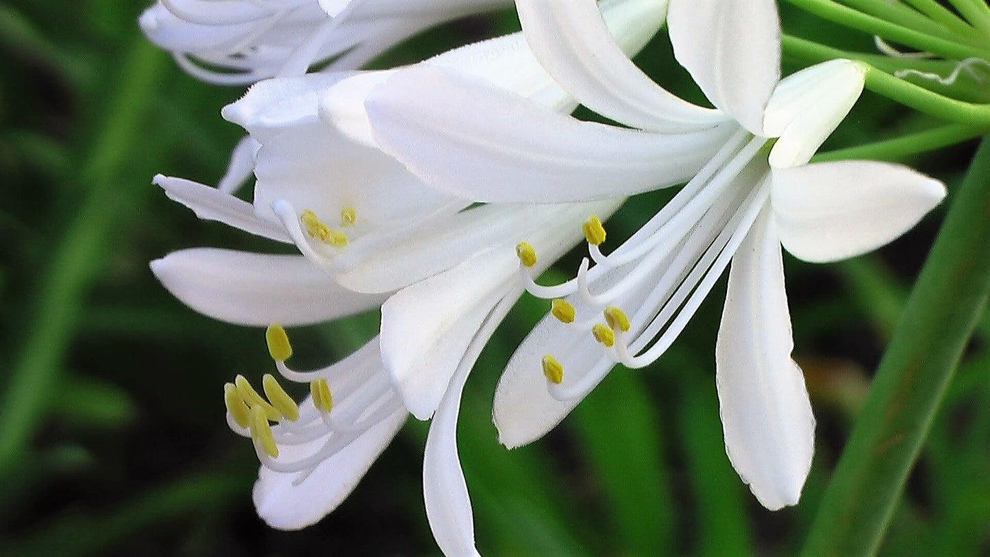 25 WHITE LILY of the NILE Agapanthus Orientalis African Lily Flower Seeds