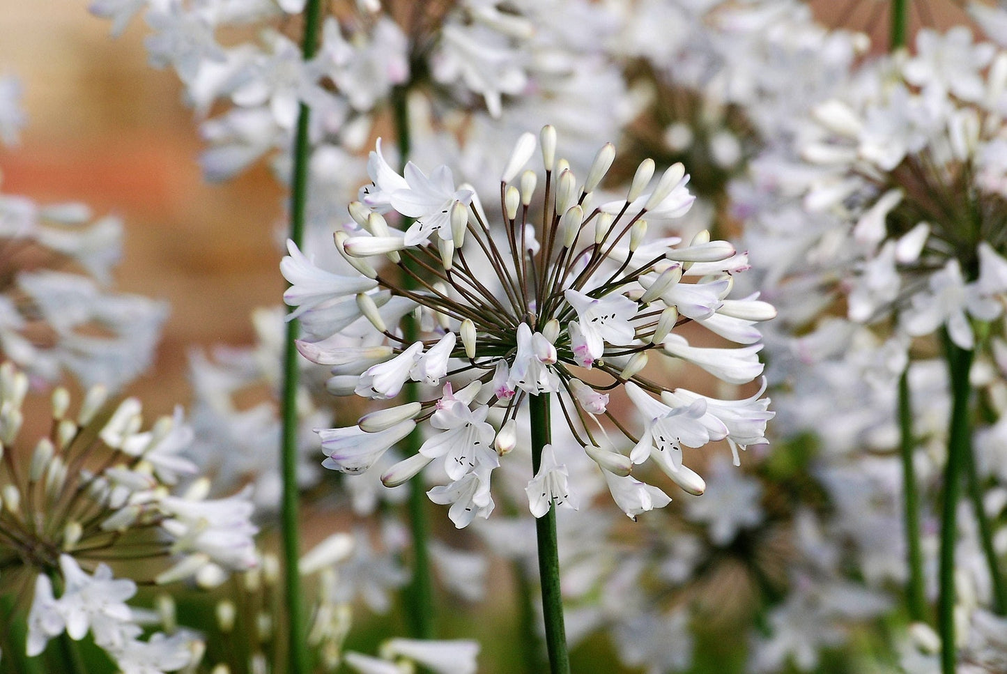 25 WHITE LILY of the NILE Agapanthus Orientalis African Lily Flower Seeds