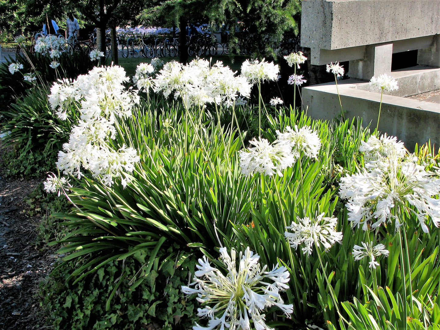 25 WHITE LILY of the NILE Agapanthus Orientalis African Lily Flower Seeds