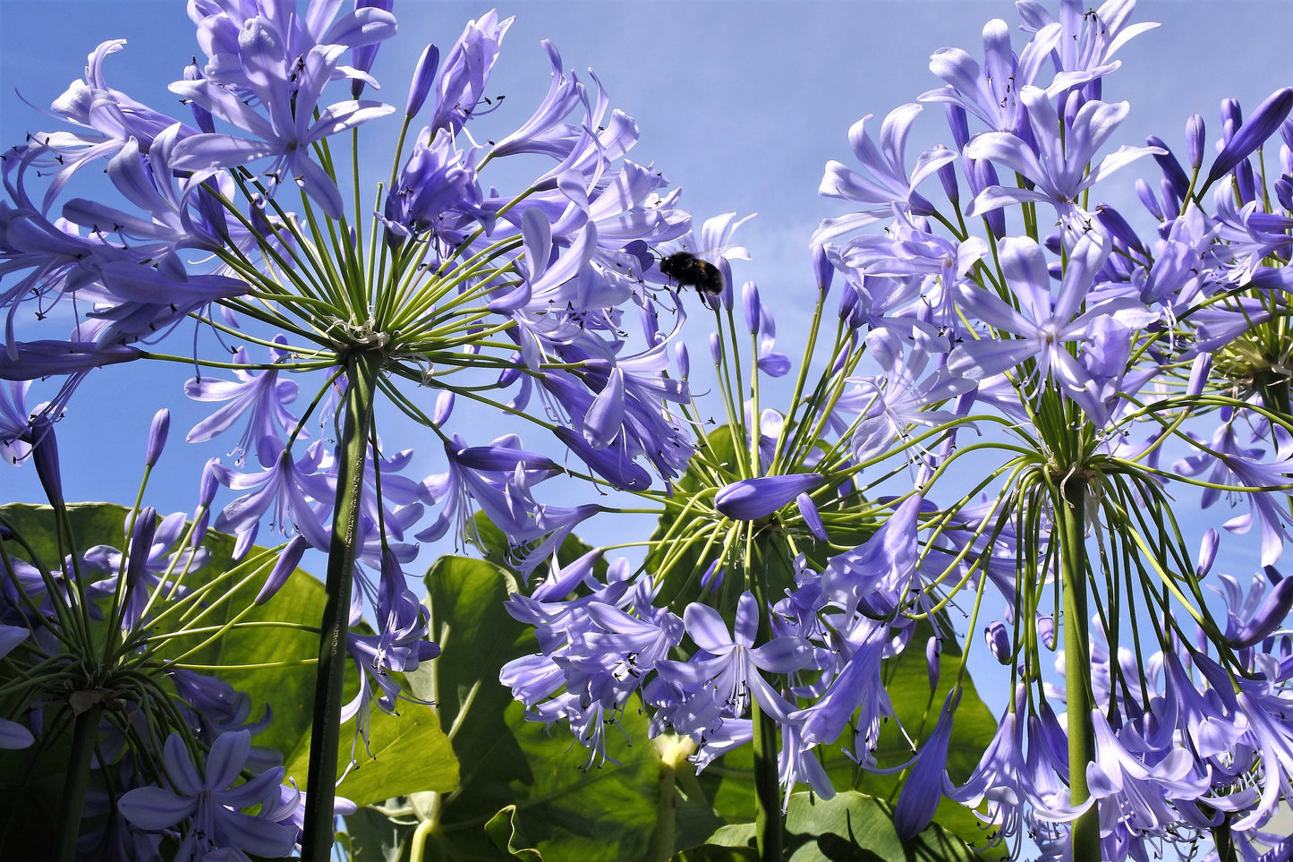 25 BLUE LILY of the NILE Agapanthus Orientalis African Lily Flower Seeds