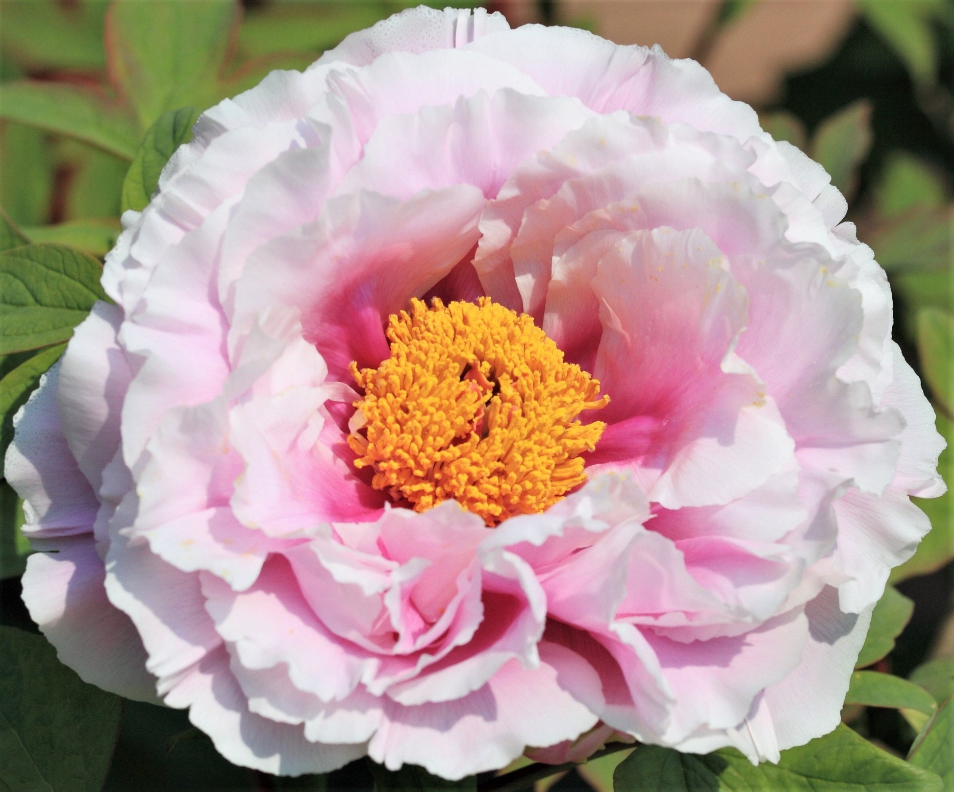 GARDEN PEONY Paeonia Lactiflora Red Pink White Mix Chinese Peony Flower Seeds