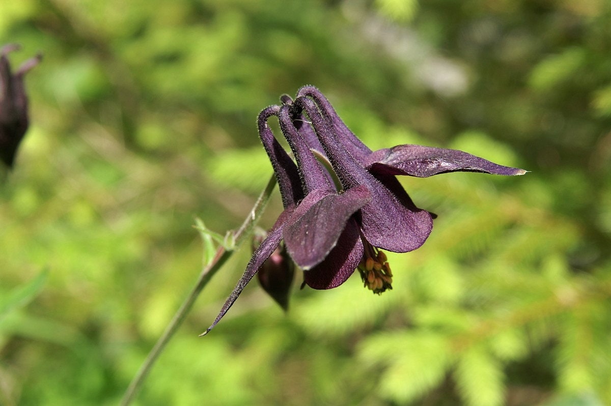 20 BLACK COLUMBINE Dark Columbine Aquilegia Atrata Deep Purple Flower Seeds