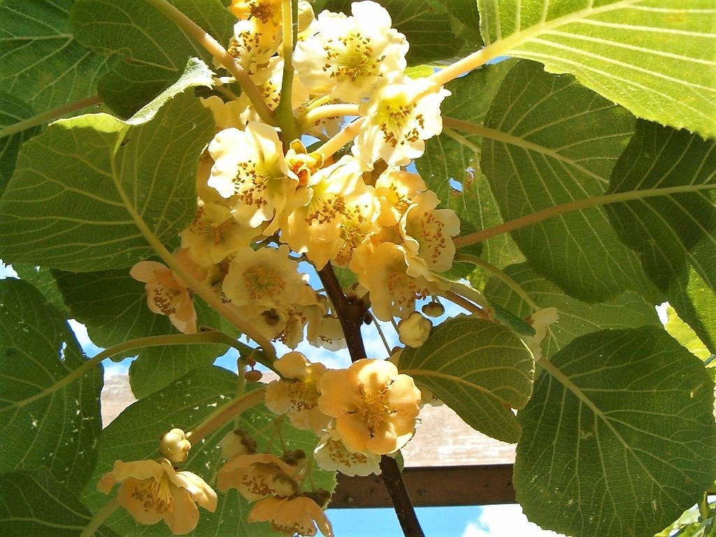 50 GOLDEN KIWI FRUIT Yellow Actinidia Chinensis Kiwifruit Chinese Gooseberry Flower Vine Seeds