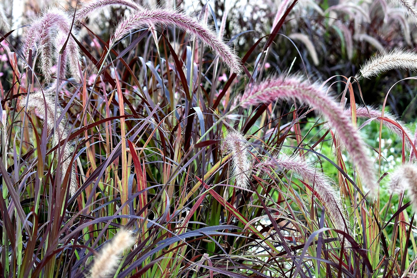 25 PURPLE FOUNTAIN GRASS Ornamental Pennisetum Setaceum Dark Burgundy Flower Seeds