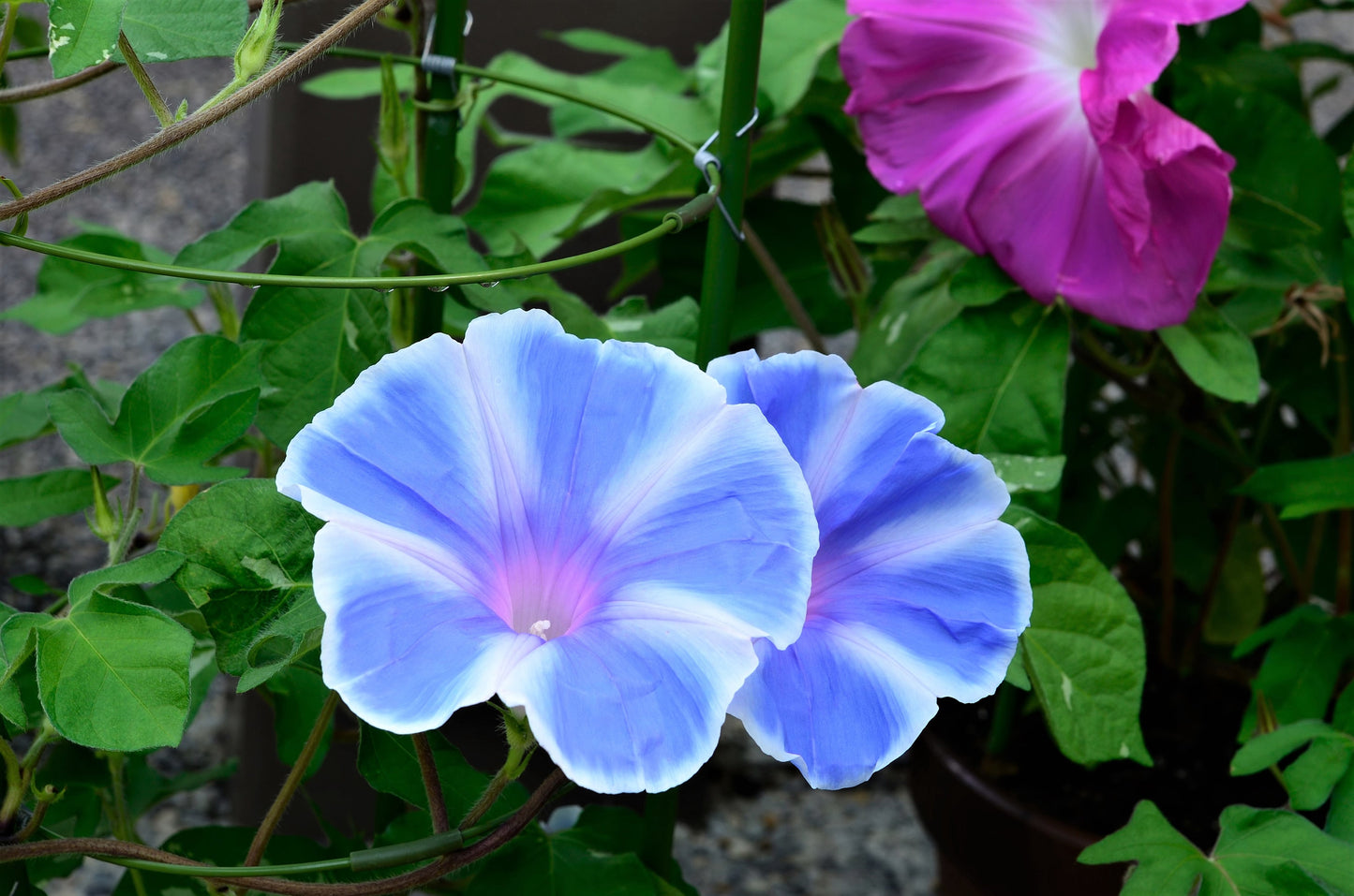 50 Mixed JAPANESE MORNING GLORY Ipomoea Nil Flower Vine Color Mix Bicolor Tricolor Blue Red White Pink Purple Violet Seeds