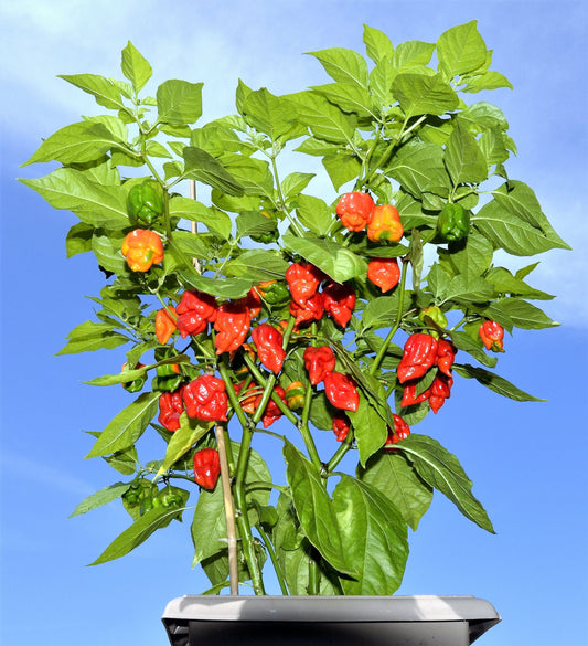 10 Red CAROLINA REAPER PEPPER World's Hottest Capsicum Chinense Hot Chili Vegetable Seeds