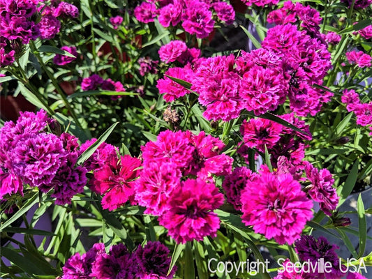 50 MAGENTA CARNATION Dianthus Caryophyllus Chabaud Flower Seeds