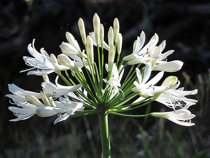 25 WHITE LILY of the NILE Agapanthus Orientalis African Lily Flower Seeds