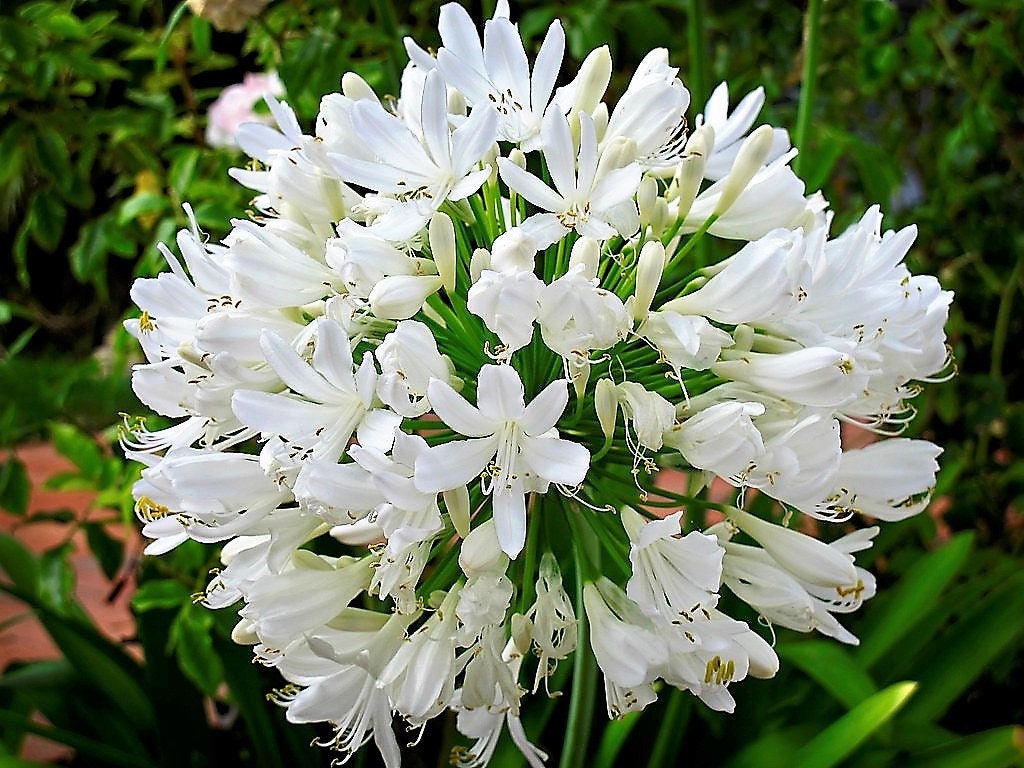 25 WHITE LILY of the NILE Agapanthus Orientalis African Lily Flower Seeds