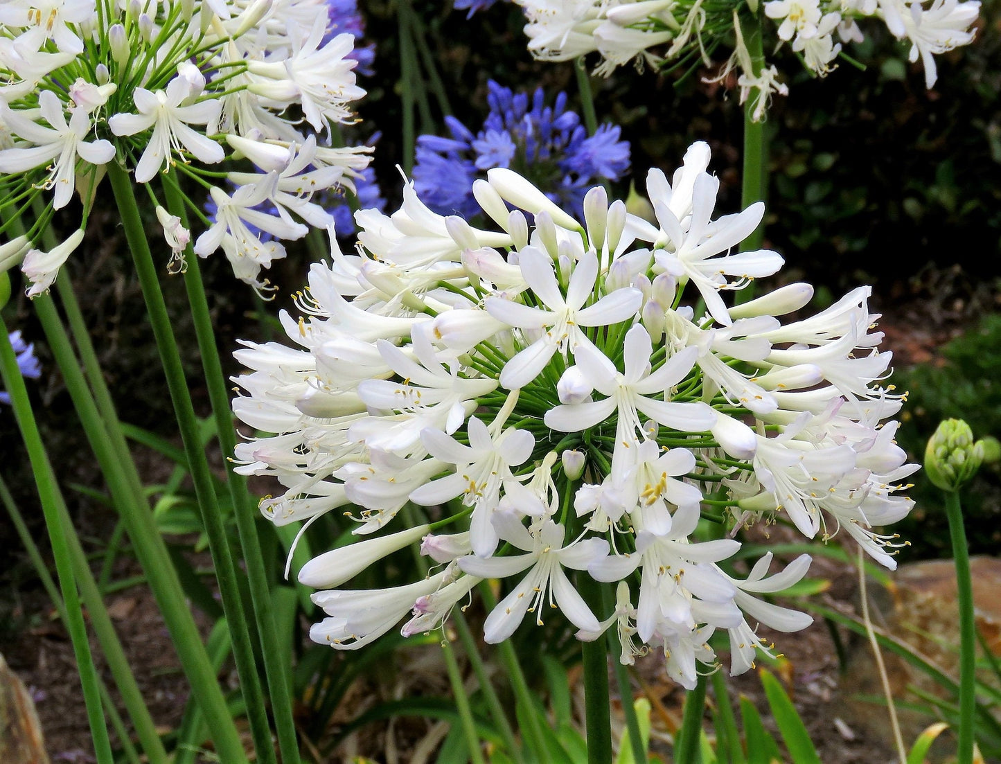 25 WHITE LILY of the NILE Agapanthus Orientalis African Lily Flower Seeds