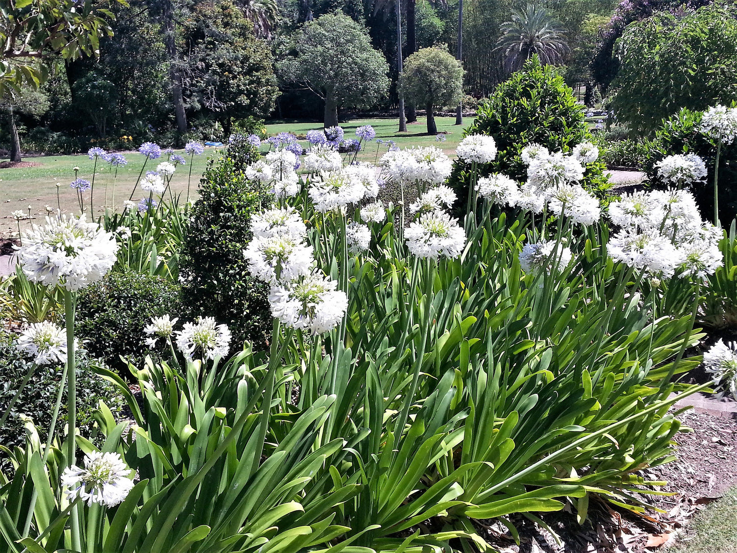 25 WHITE LILY of the NILE Agapanthus Orientalis African Lily Flower Seeds