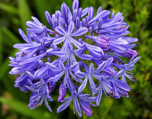 25 BLUE LILY of the NILE Agapanthus Orientalis African Lily Flower Seeds