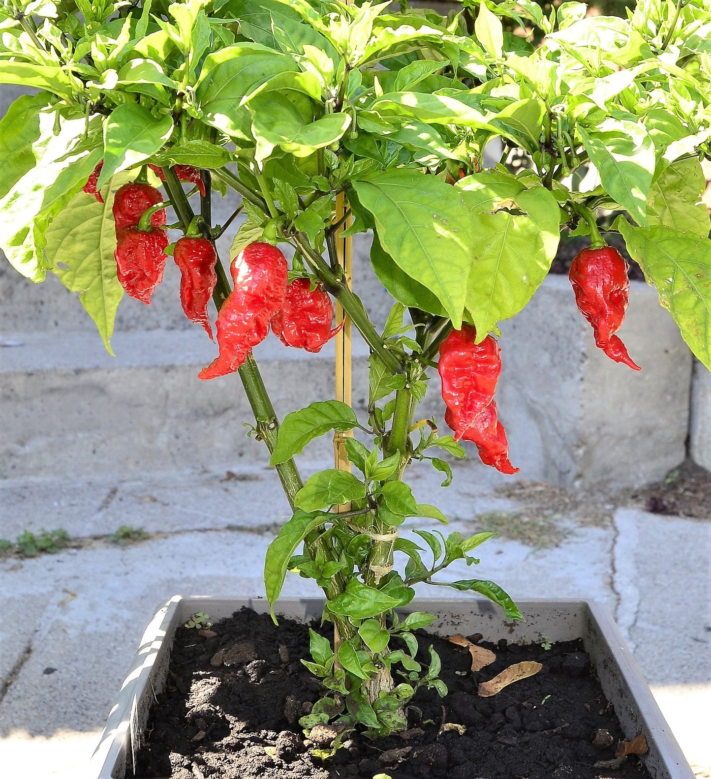 10 Red CAROLINA REAPER PEPPER World's Hottest Capsicum Chinense Hot Chili Vegetable Seeds