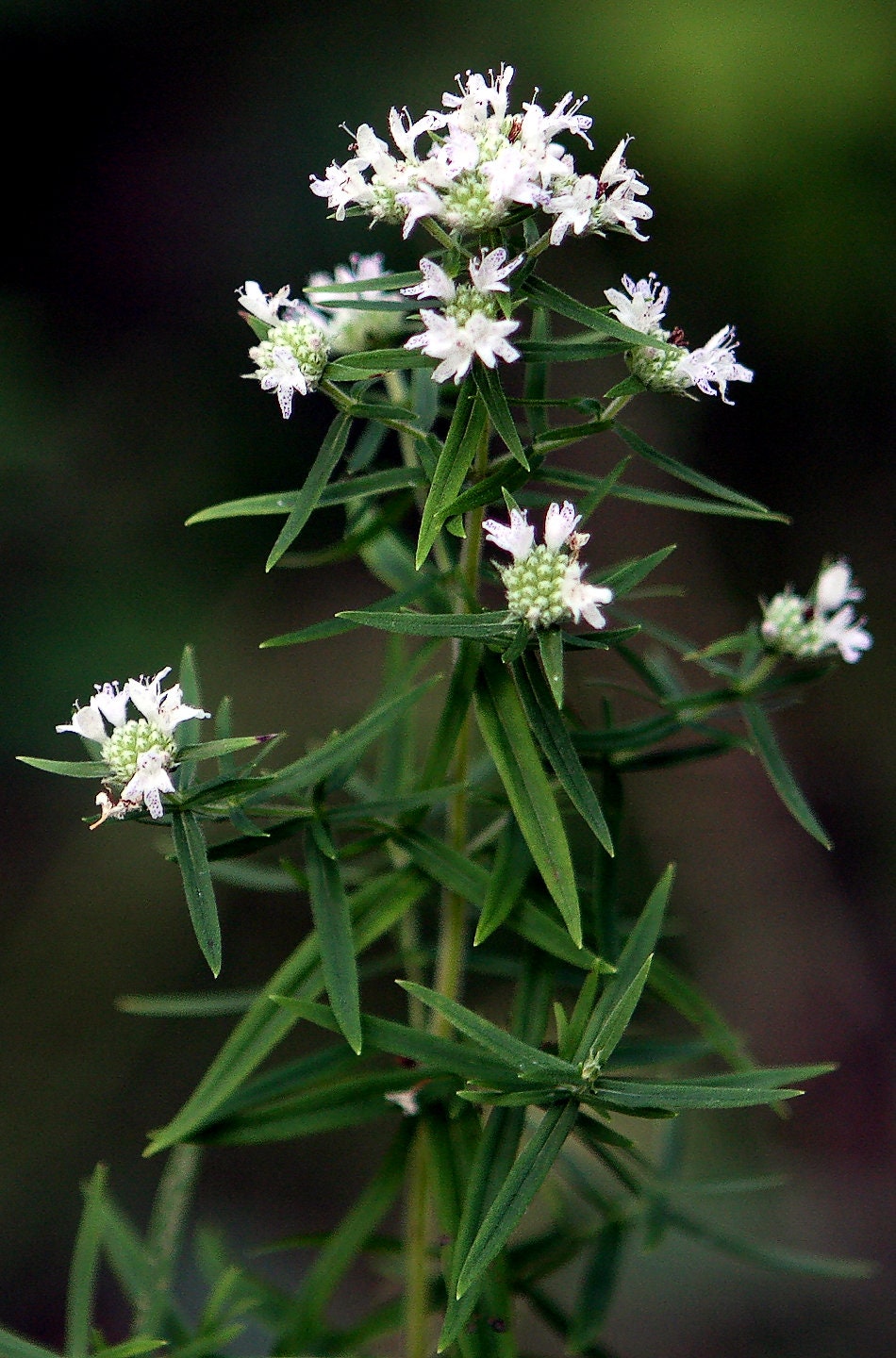 500 VIRGINIA MINT Pycnanthemum Virginianum Mountainmint Native White Flower Herb Seeds