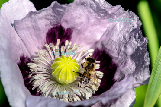 500 IZMIR POPPY Turkish Papaver Somniferum Setigerum White & Purple Flower Seeds