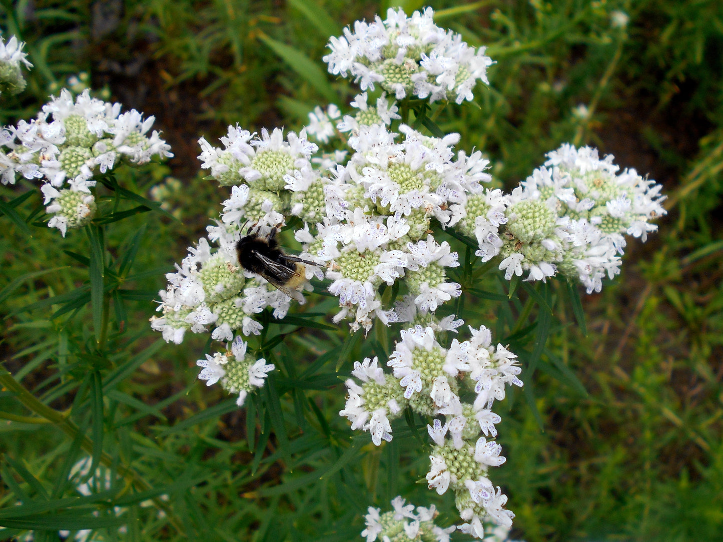 500 VIRGINIA MINT Pycnanthemum Virginianum Mountainmint Native White Flower Herb Seeds
