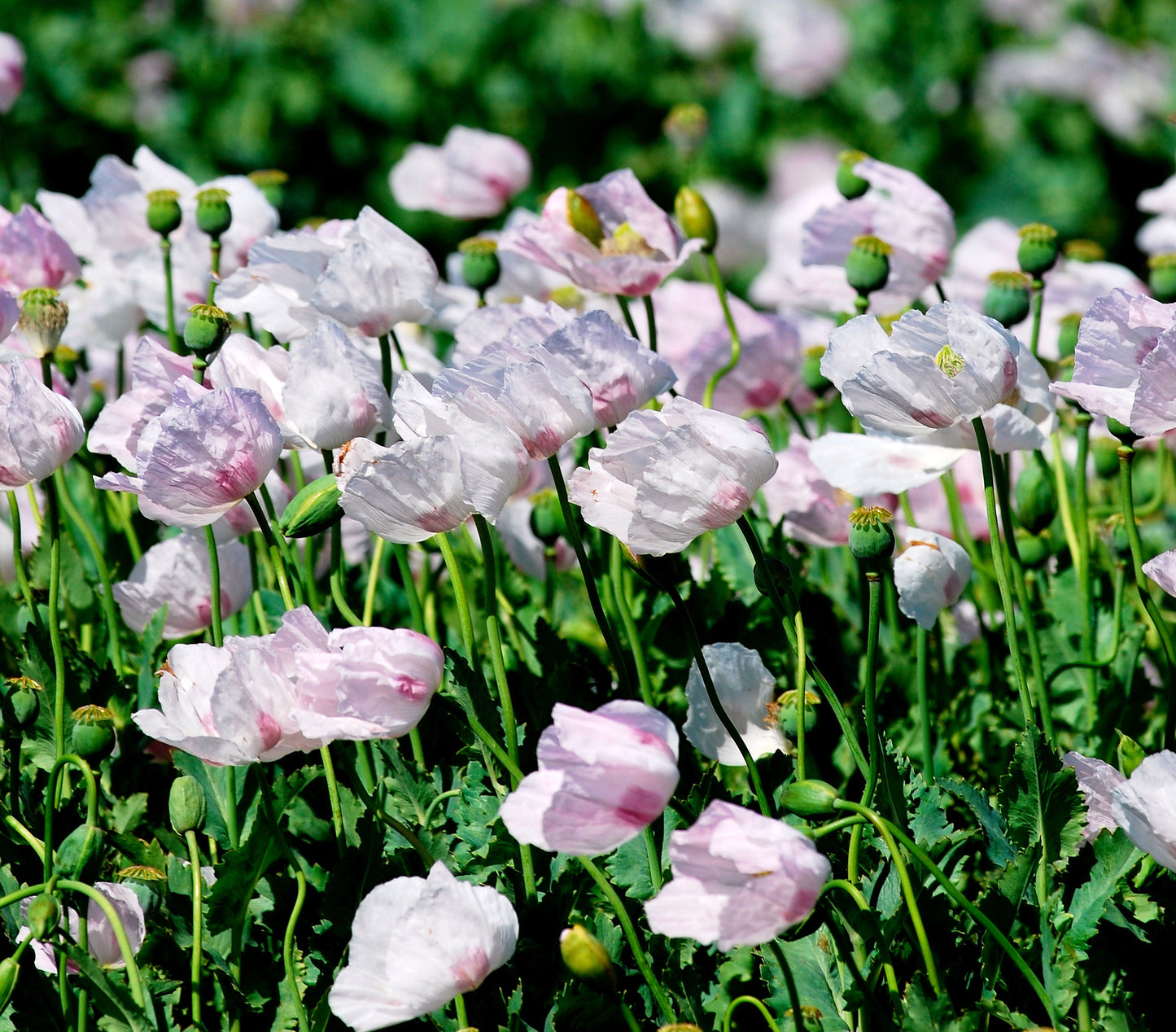 500 IZMIR POPPY Turkish Papaver Somniferum Setigerum White & Purple Flower Seeds