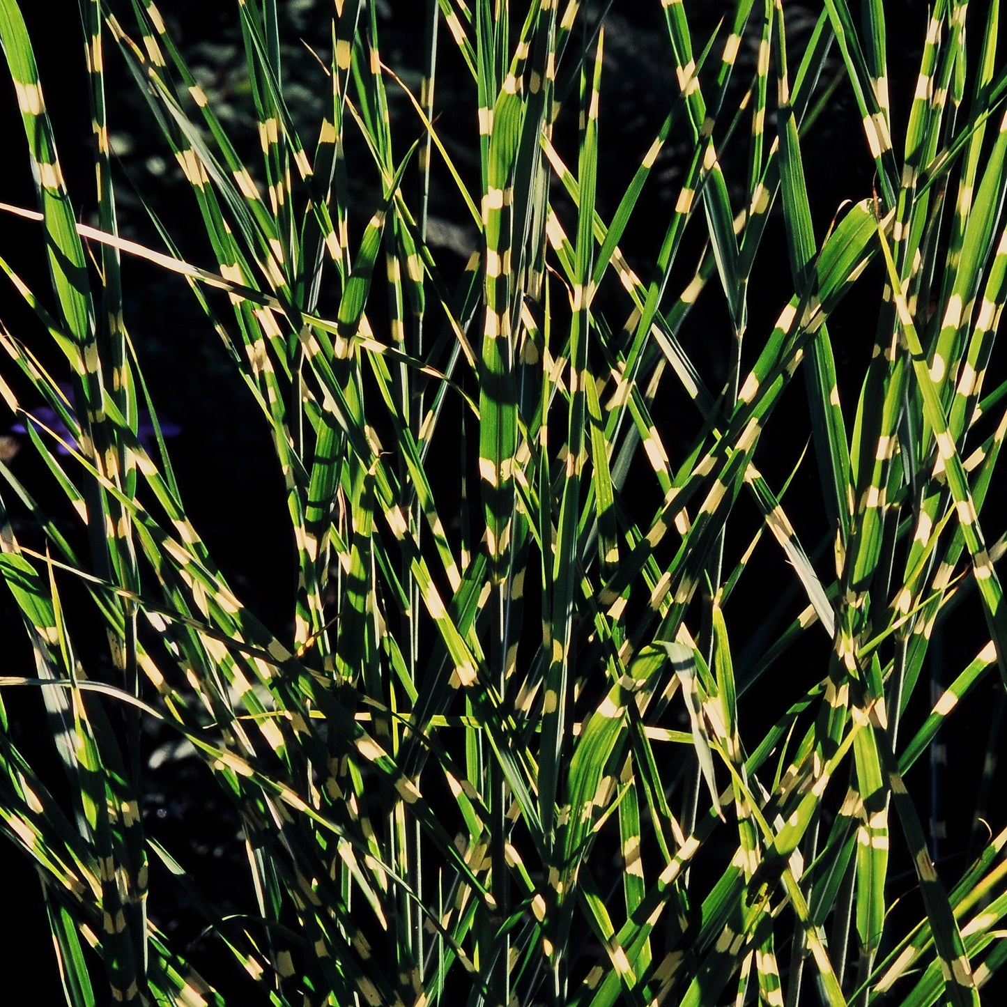 10 ZEBRA GRASS Variegated Maiden Grass Miscanthus Sinensis Zebrinus aka Chinese or Japanese Silver Grass / Plume Grass / Eulalia Seeds