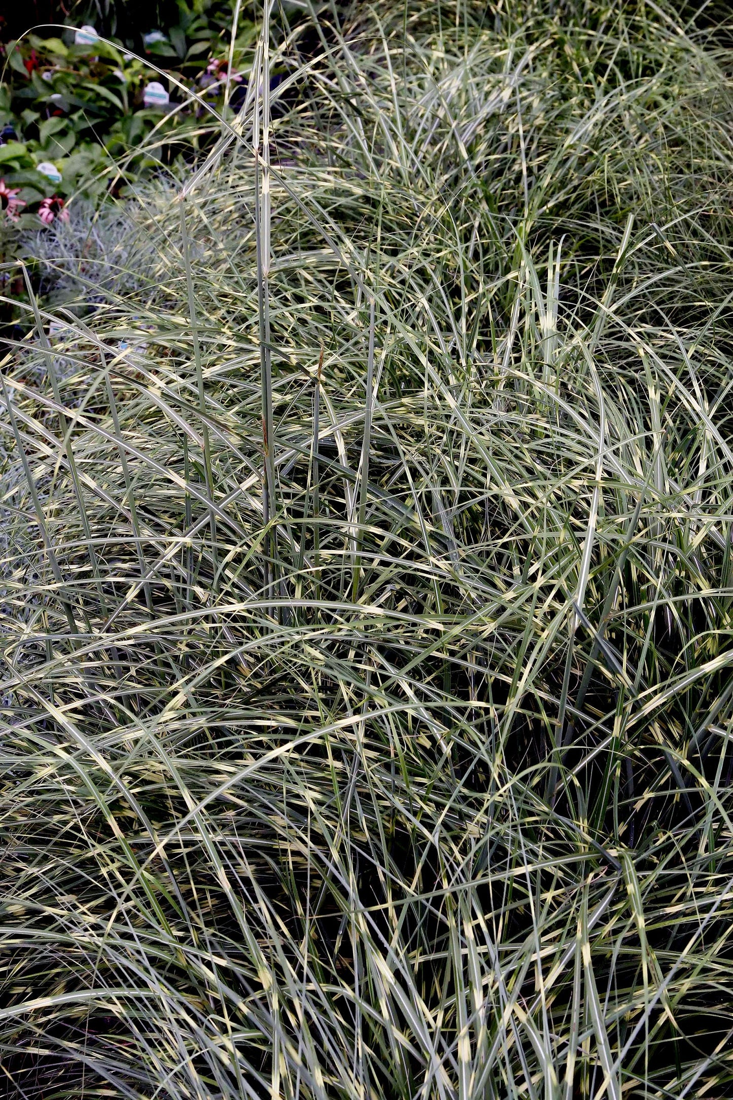 10 ZEBRA GRASS Variegated Maiden Grass Miscanthus Sinensis Zebrinus aka Chinese or Japanese Silver Grass / Plume Grass / Eulalia Seeds