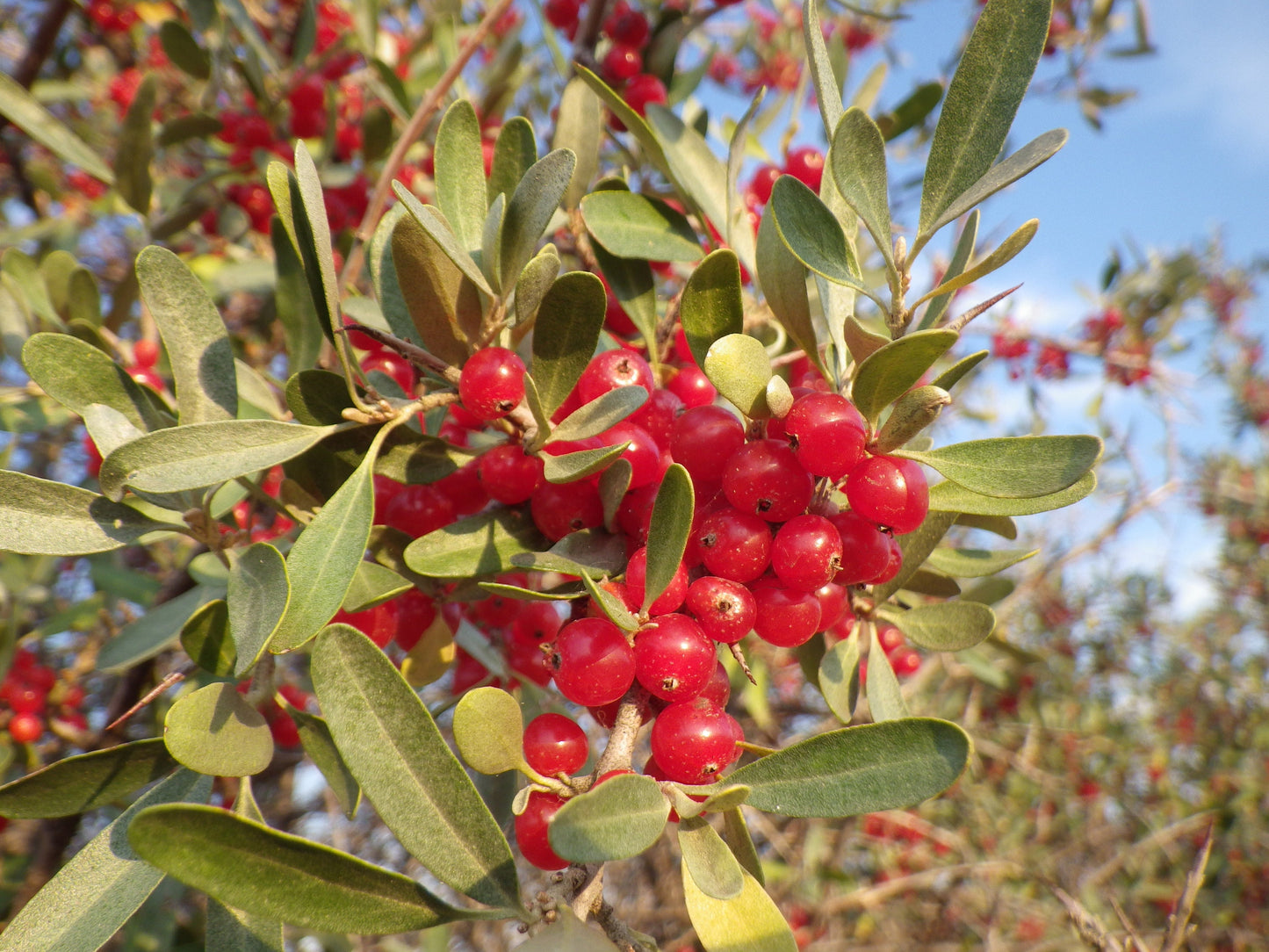 20 SILVER BUFFALOBERRY Shepherdia Argentea Red Fruit Native Bullberry Berry Shrub Seeds