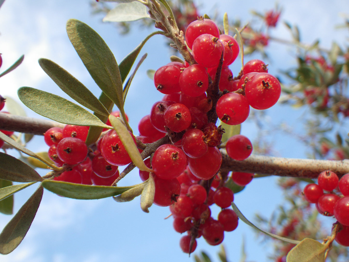 20 SILVER BUFFALOBERRY Shepherdia Argentea Red Fruit Native Bullberry Berry Shrub Seeds