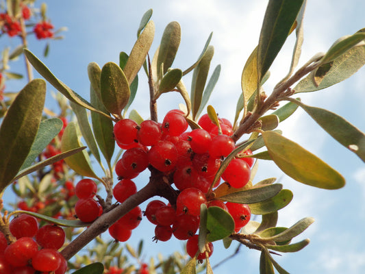 20 SILVER BUFFALOBERRY Shepherdia Argentea Red Fruit Native Bullberry Berry Shrub Seeds