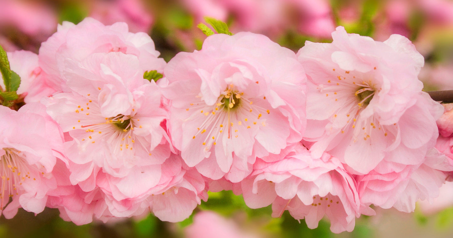 10 FLOWERING ALMOND Prunus Triloba aka Flowering Plum & Rose Tree Fragrant Double Pink Flower Shrub Seeds