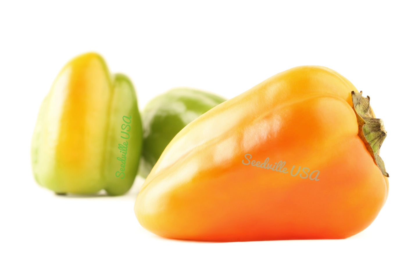 25 Organic GIANT SZEGEDI PEPPER Capsicum Annuum Hungarian Sweet Paprika / Tapered Bell White Yellow Orange Red Seeds