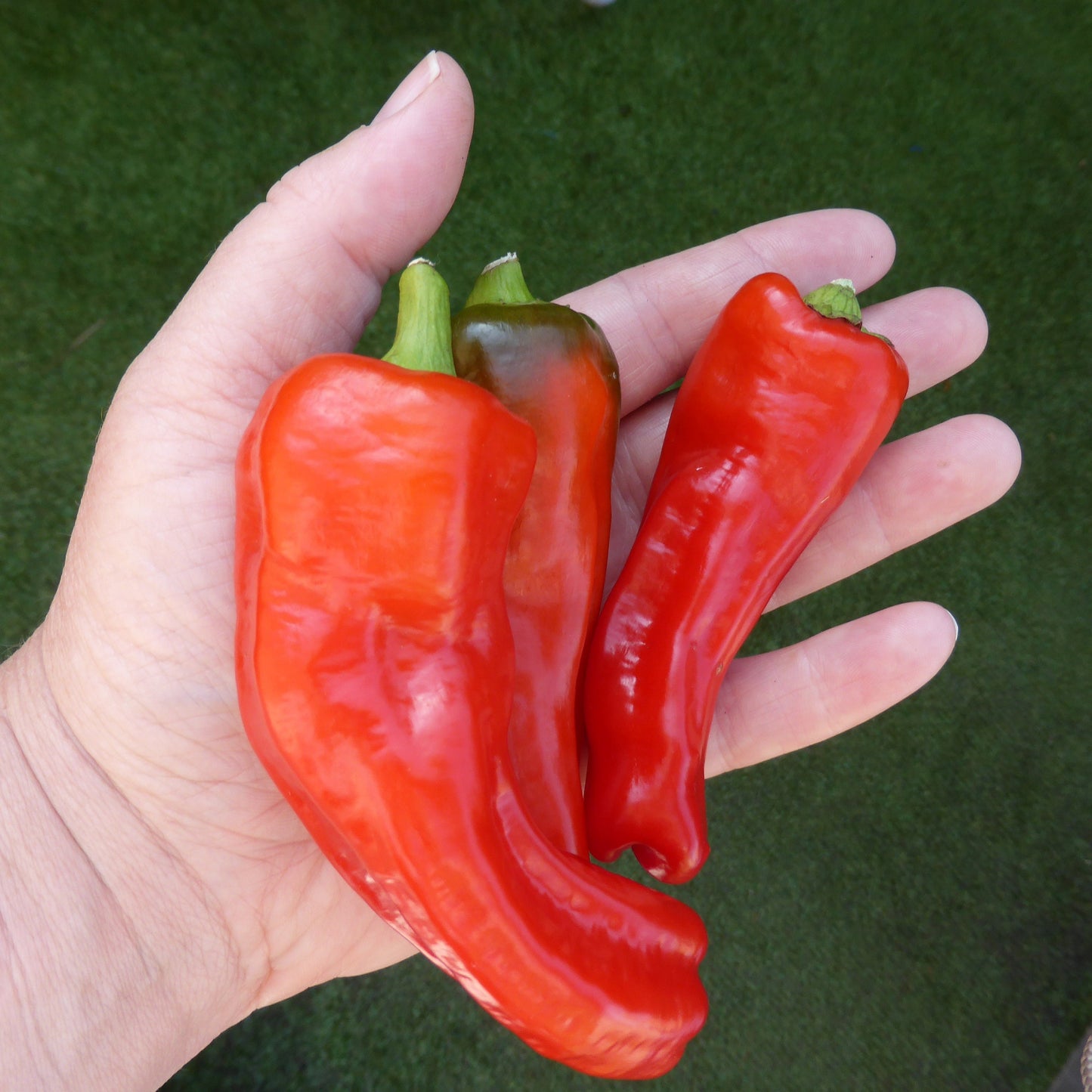 25 Organic GIANT SZEGEDI PEPPER Capsicum Annuum Hungarian Sweet Paprika / Tapered Bell White Yellow Orange Red Seeds