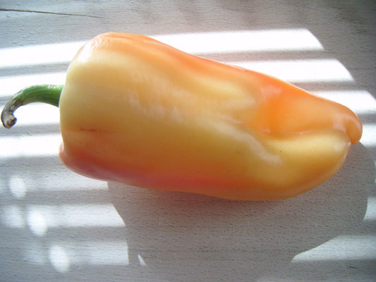 25 Organic GIANT SZEGEDI PEPPER Capsicum Annuum Hungarian Sweet Paprika / Tapered Bell White Yellow Orange Red Seeds